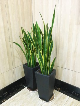 超級皮實耐養的綠植【虎皮蘭】西安綠植租賃